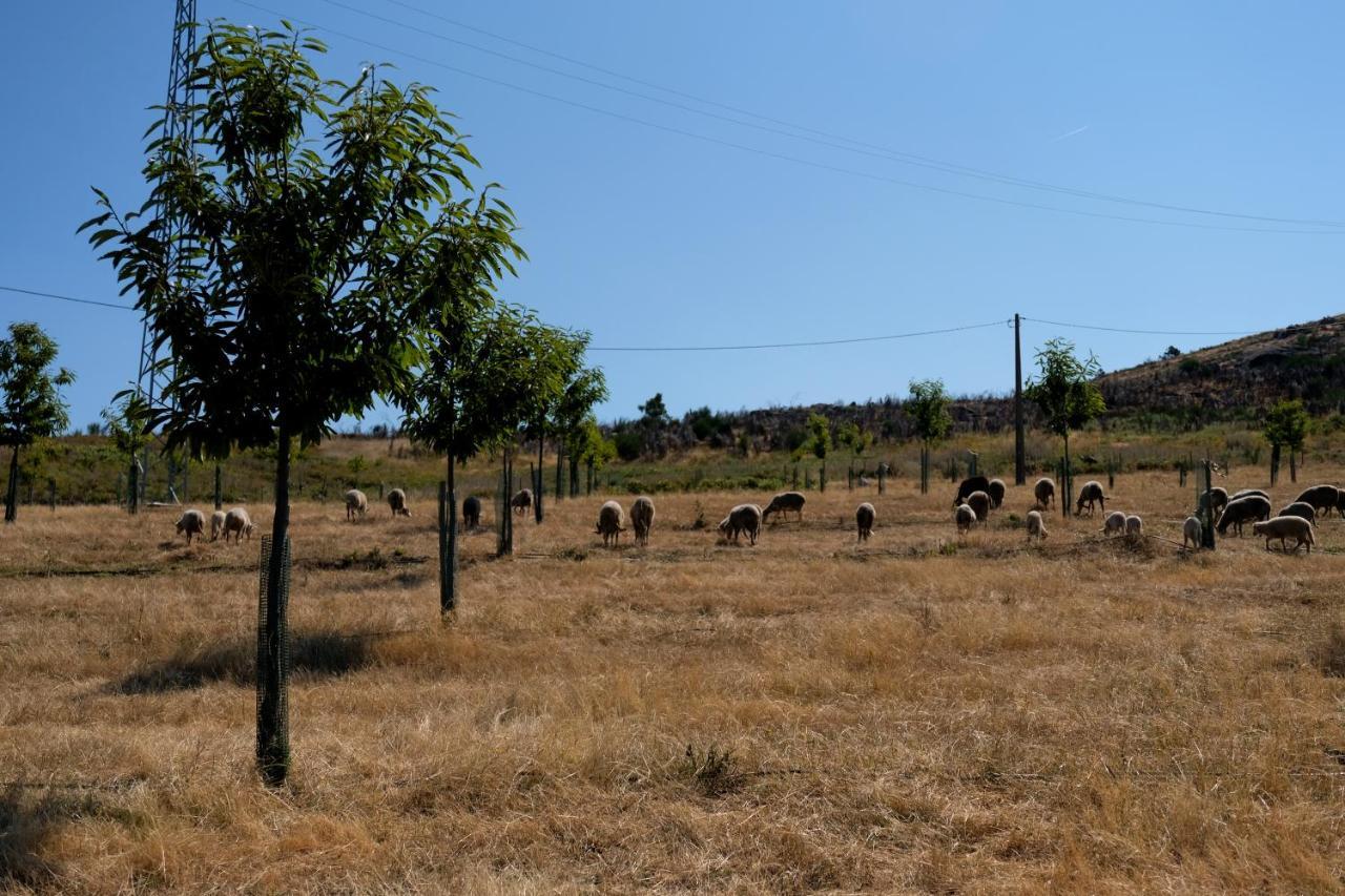Quinta Do Chaozinho Villa Alijó Kültér fotó